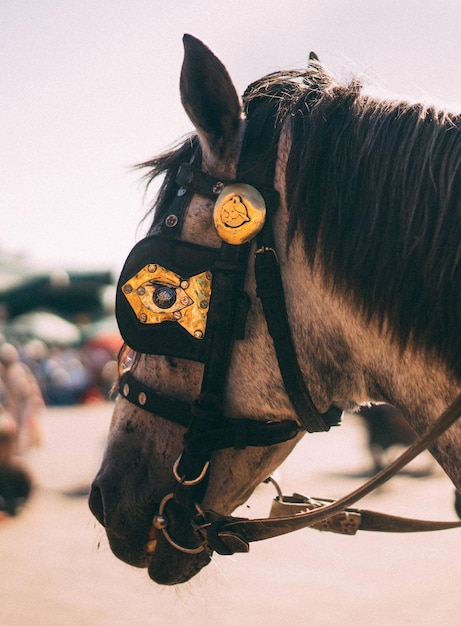 Photo close-up of a horse