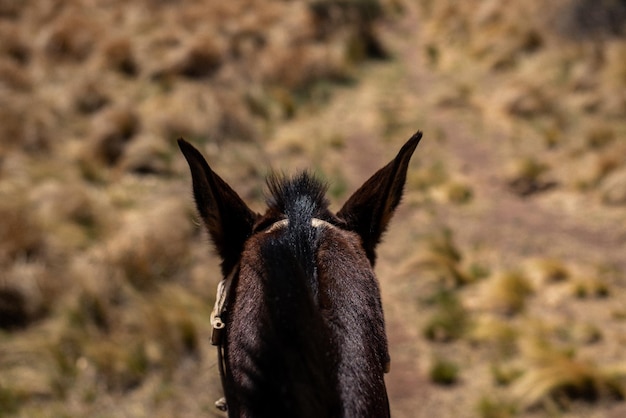 Foto prossimo piano di un cavallo