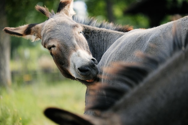 close-up of a horse