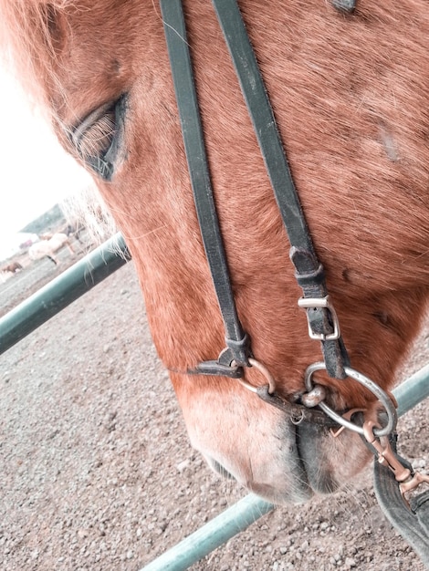 Foto prossimo piano del cavallo