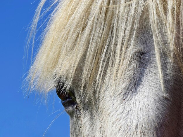 Close-up of horse