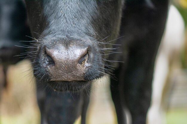 Photo close-up of a horse