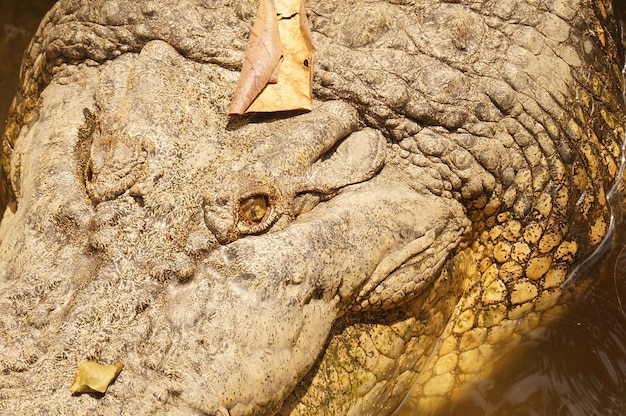 Foto close-up di un cavallo