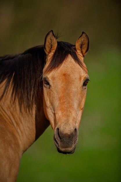 Photo close-up of a horse