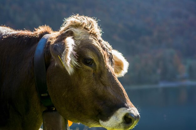 Foto close-up di un cavallo