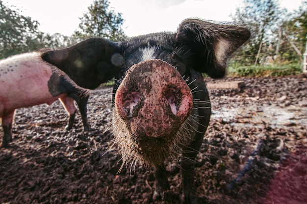 Foto prossimo piano di un cavallo