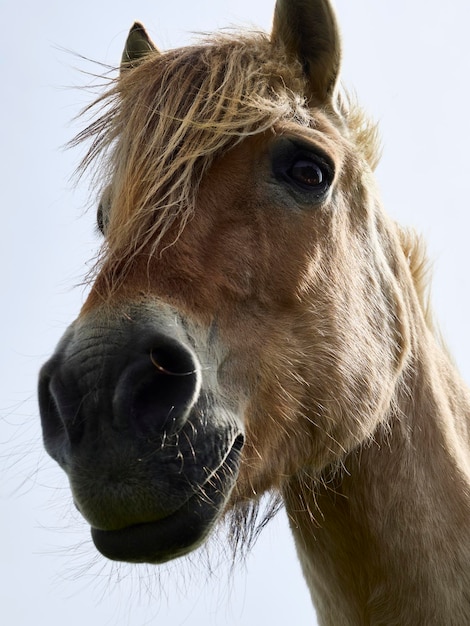 Foto prossimo piano di un cavallo