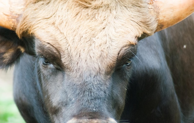 Photo close-up of a horse