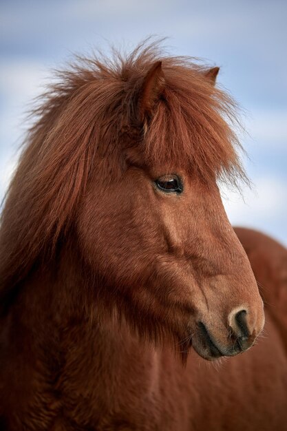 Close-up of a horse