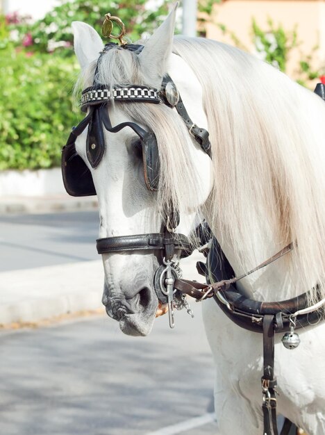 Foto prossimo piano del cavallo