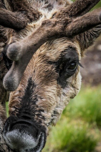 Close-up of a horse