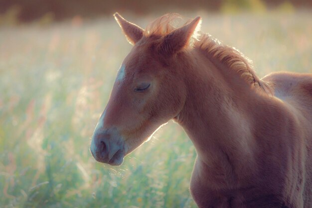 Photo close-up of horse