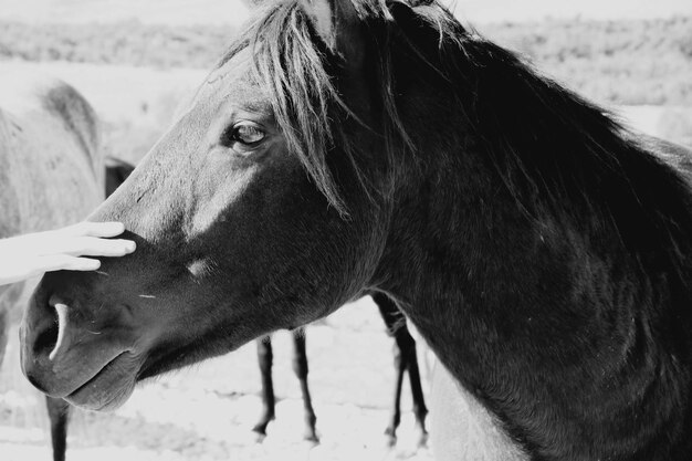 Foto prossimo piano del cavallo