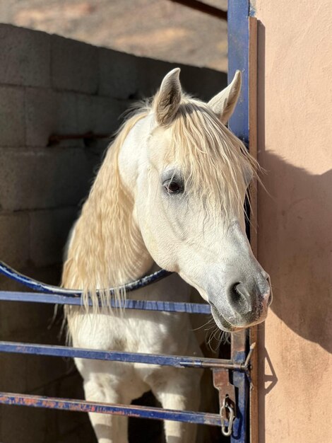 Close-up of horse