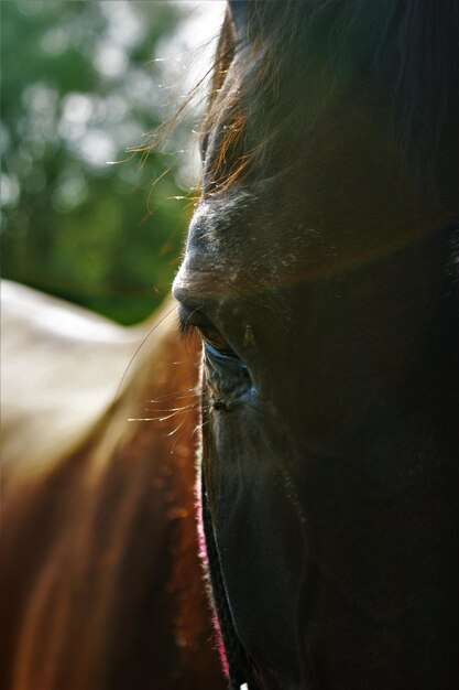 Foto prossimo piano del cavallo