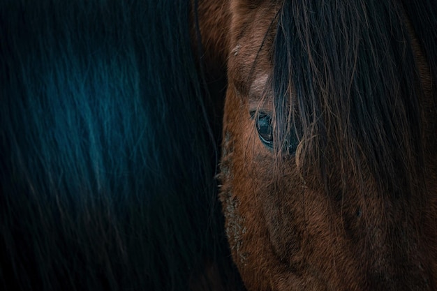 Foto prossimo piano di un cavallo