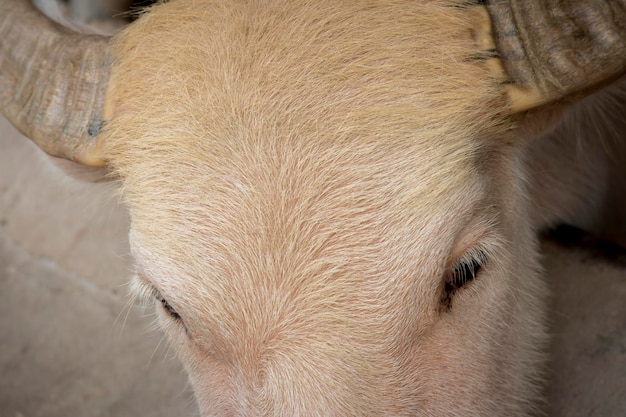 Foto prossimo piano di un cavallo