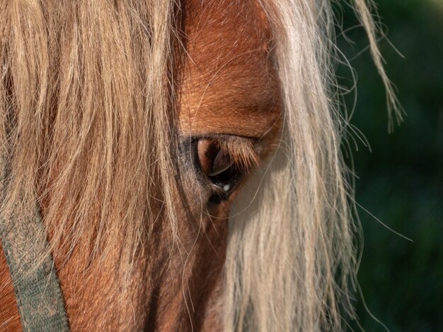 Foto prossimo piano di un cavallo