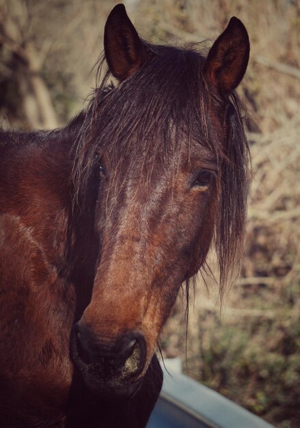 Photo close-up of a horse