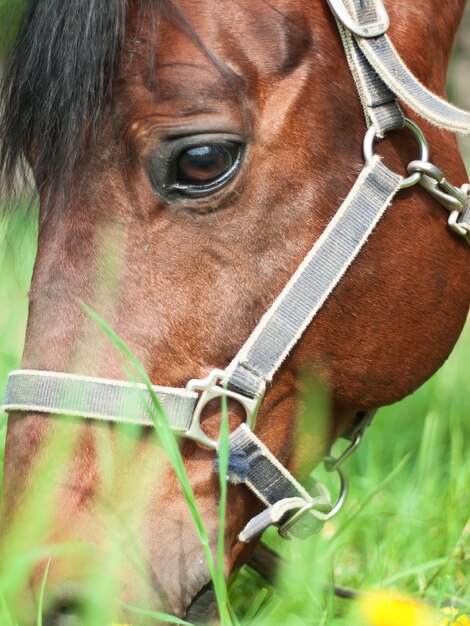 Foto prossimo piano del cavallo