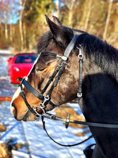 Foto prossimo piano del cavallo