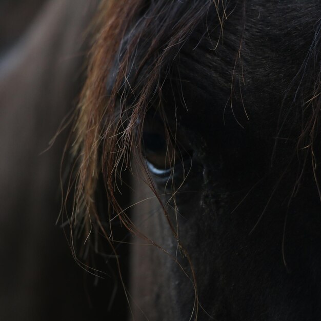 Close-up of a horse