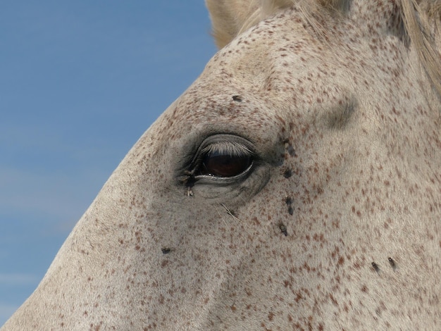 Foto prossimo piano di un cavallo