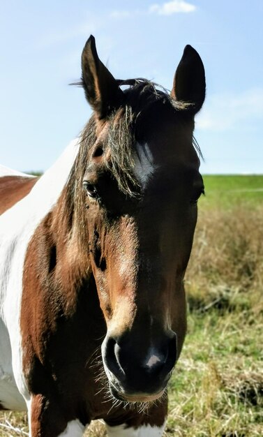 Foto close-up di un cavallo