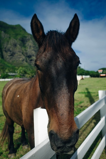 Foto prossimo piano del cavallo