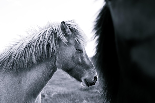 Close-up of a horse