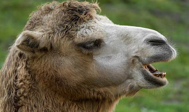 Close-up of a horse