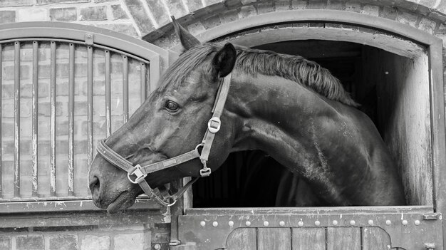 Foto prossimo piano di un cavallo