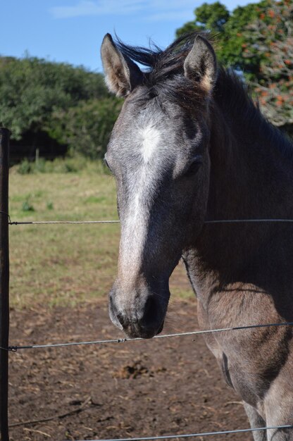 Close-up of horse