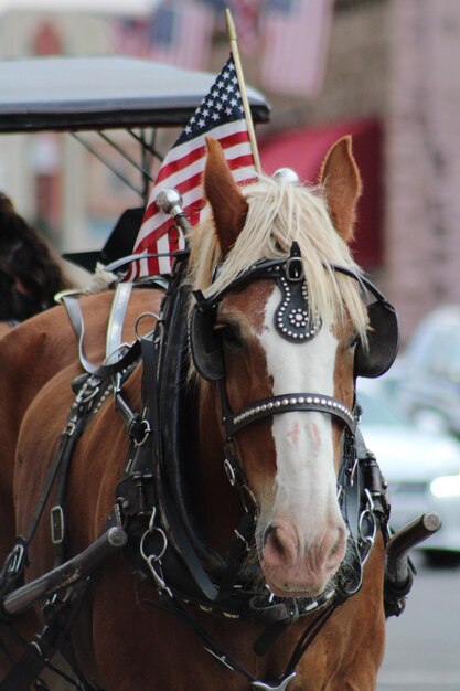 Foto prossimo piano del cavallo