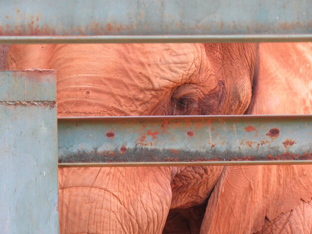 Close-up of a horse