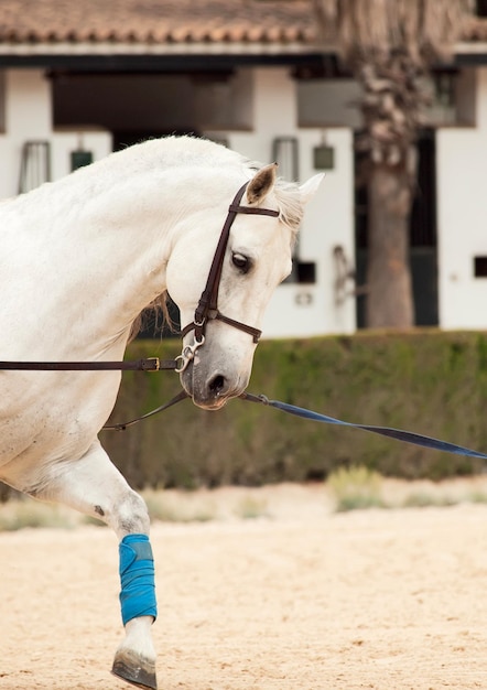 Photo close-up of horse