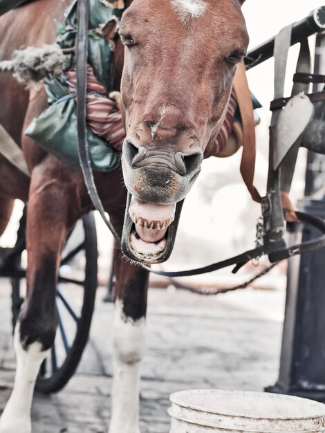 Foto prossimo piano del cavallo