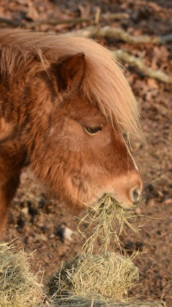 Close-up of horse