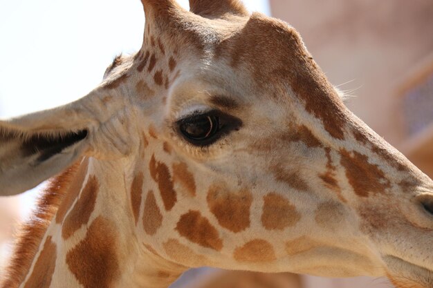 Photo close-up of a horse