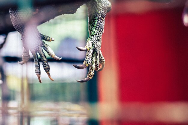 Photo close-up of a horse