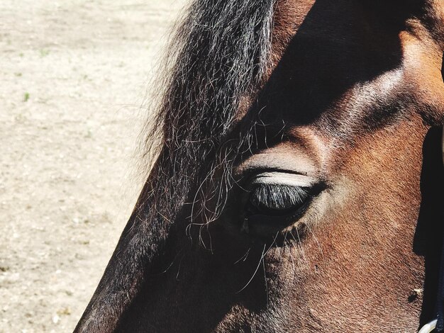 Photo close-up of a horse