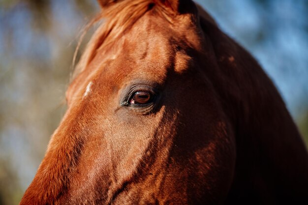 Close-up of horse