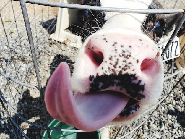 Foto prossimo piano di un cavallo