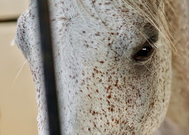 Photo close-up of horse