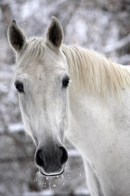 Foto close-up di un cavallo