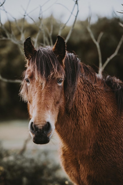 Photo close-up of horse