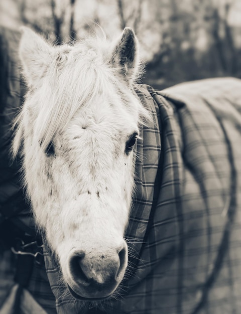 Foto close-up di un cavallo