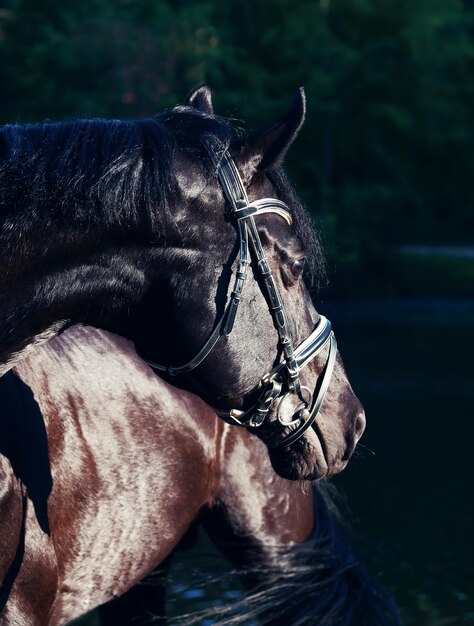 Close-up of a horse