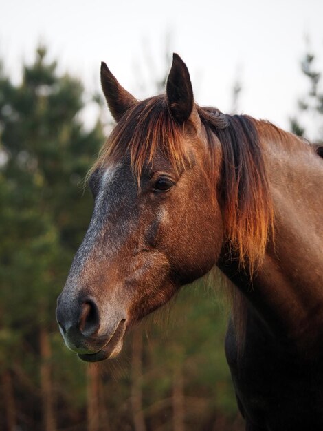 Photo close-up of horse