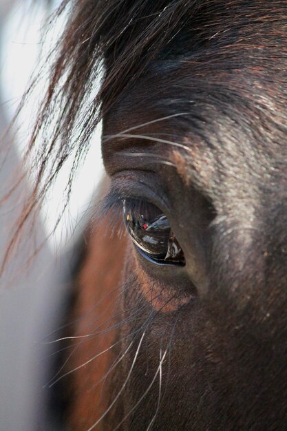 Close up horse